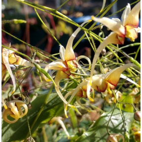 Epimedium wushanense 'Caramel' - Caramel Wushan Fairy Wings