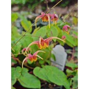 Epimedium x omeiense 'Rigoletto' - Rigoletto Fairy Wings