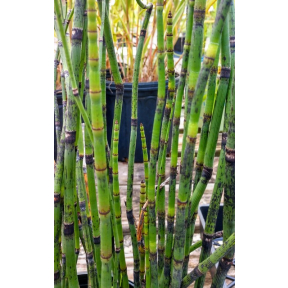 Equisetum hyemale var. robustum - Giant Scouring Rush