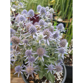 Eryngium planum 'Blue Glitter' - Blue Glitter Sea Holly