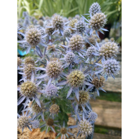 Eryngium planum 'Blue Hobbit' - Blue Hobbit Sea Holly