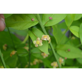 Euonymus americanus - Strawberry Bush