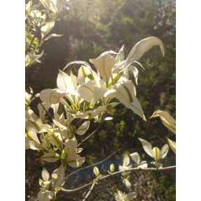 Euonymus hamiltonianus ssp.  sieboldianus 'Variegatus' -  Variegated Siebold Spindletree