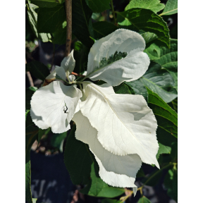 Euonymus hamiltonianus ssp.  sieboldianus 'Variegatus' -  Variegated Siebold Spindletree