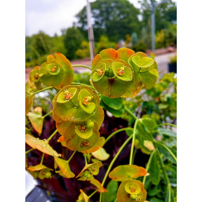 Euphorbia amygdaloides var. robbiae - Robb's Spurge