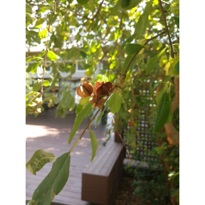 Exochorda x macrantha - Hybrid Pearlbush