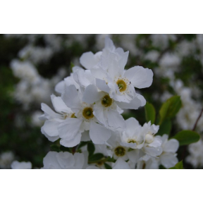 Exochorda x macrantha 'The Bride'
