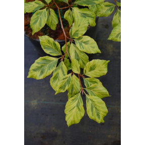 Fagus sylvatica 'Albovariegata' - Albovariegata European Beech