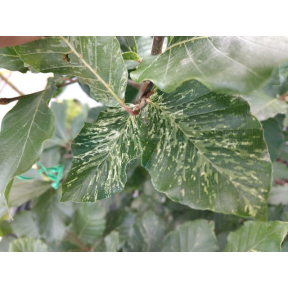 Fagus sylvatica 'Marmor Star' - Marmor Star European Beech