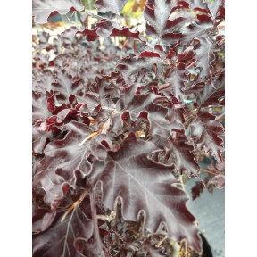 Fagus sylvatica 'Rohan Weeping' - Rohan Weeping European Beech