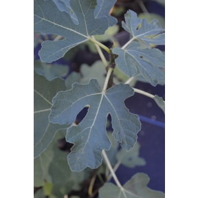 Ficus carica 'Olympian' - Olympian Common Fig