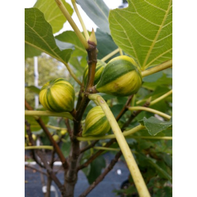 Ficus carica 'Panache' - Panache Common Fig