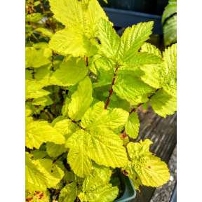 Filipendula ulmaria 'Aurea' - Golden Meadowsweet