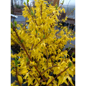 Forsythia x intermedia - Hybrid Forsythia