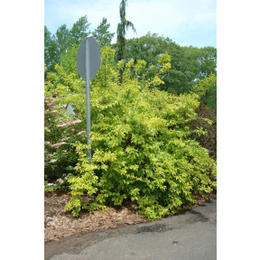 Forsythia x intermedia 'Golden Times' - Golden Times Forsythia