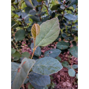 Fothergilla gardenii 'Blue Elf' - Blue Elf Dwarf Fothergilla