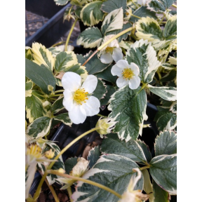 Fragaria vesca 'Variegata'                                                                                                        - Variegated Alpine Strawberry