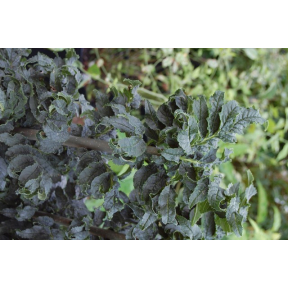 Fraxinus excelsior 'Crispa' - Crisp Leaf European Ash