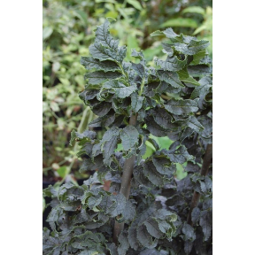 Fraxinus excelsior 'Crispa' - Crisp Leaf European Ash