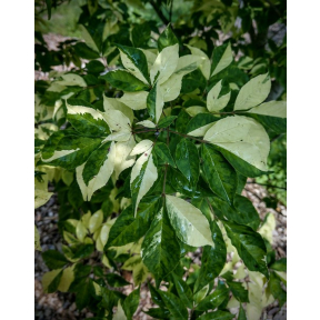 Fraxinus sieboldiana 'Rising Sun' - Rising Sun Japanese Flowering Ash