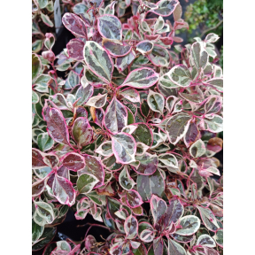 Gaultheria procumbens 'Gaulbri1' PP 30791 - Winter Splash™ Variegated Wintergreen