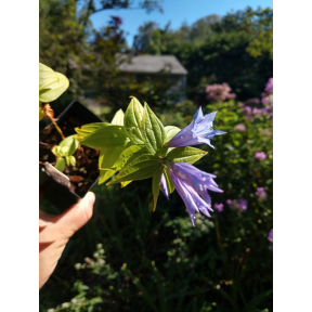 Gentiana asclepiadea - Willow Gentian