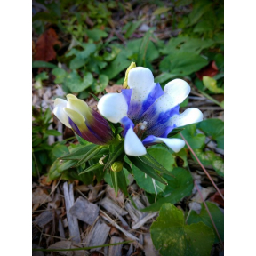 Gentiana scabra 'Royal Stripes' - Royal Stripes Rough Gentian