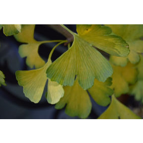 Ginkgo biloba 'Anny's Zebra' - Anny's Zebra Ginkgo