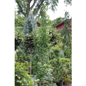 Ginkgo biloba 'Elmwood' - Elmwood Ginkgo