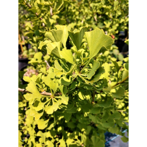 Ginkgo biloba 'Anny's Dwarf' - Anny's Dwarf Ginkgo