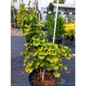 Ginkgo biloba 'Buddy' - Buddy Ginkgo