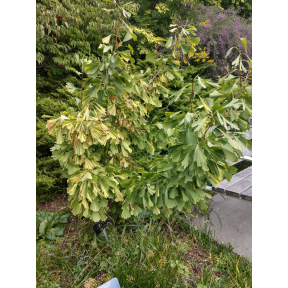 Ginkgo biloba 'California Sunset' - California Sunset Ginkgo