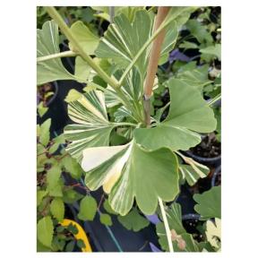 Ginkgo biloba 'Joe's Great Ray' - Joe's Great Ray Ginkgo