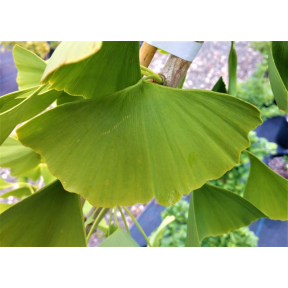 Ginkgo biloba 'Kazimierz Wielki' - Casimir The Great Ginkgo