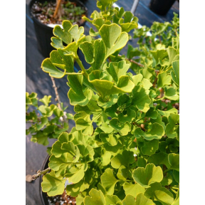 Ginkgo biloba 'Korinek' - Korinek Ginkgo