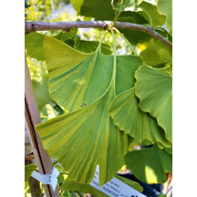Ginkgo biloba 'Summer Rainbow' - Summer Rainbow Ginkgo