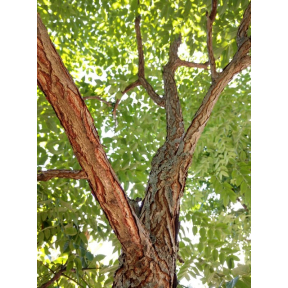 Gymnocladus dioicus - Kentucky Coffeetree