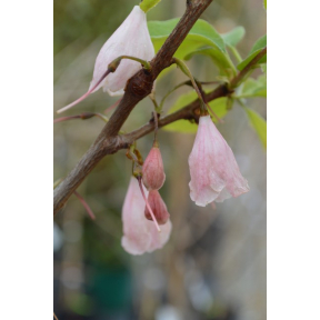 Halesia tetraptera var monticola 'Rosy Ridge' - Rosy Ridge Mountain Silverbell
