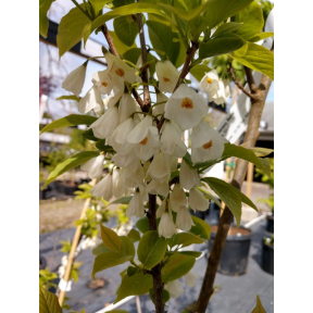 Halesia tetraptera 'Jersey Belle' - Jersey Belle Carolina Silverbell