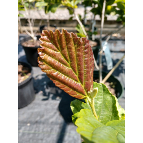 Hamamelis vernalis 'Burmazam' - Burmazam Vernal Witch Hazel