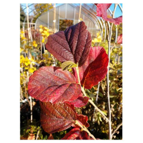 Hamamelis vernalis 'Goleczam' - 