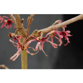 Hamamelis vernalis 'Blue Moon' - Blue Moon Vernal Witch Hazel