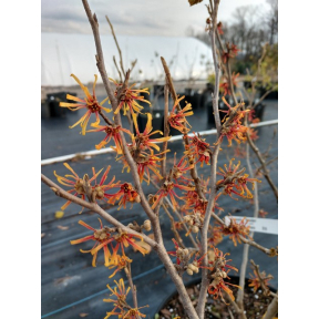 Hamamelis vernalis 'Beholden' - Beholden Vernal Witch Hazel