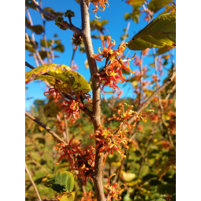 Hamamelis virginiana 'Copper Curls' - Copper Curls Common Witch Hazel