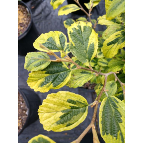 Hamamelis virginiana 'Little Prospect' - Little Prospect Common Witch Hazel