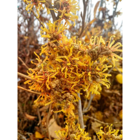 Hamamelis virginiana 'Winter Champagne' - Winter Champagne Common Witch Hazel