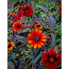 Heliopsis helianthoides var. scabra 'Bleeding Hearts' - Bleeding Hearts False Sunflower