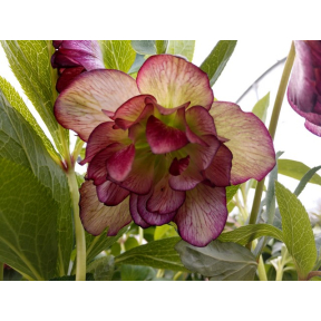 Helleborus x hybridus 'Blushing Bridesmaid' - Blushing Bridesmaid Hybrid Hellebore 