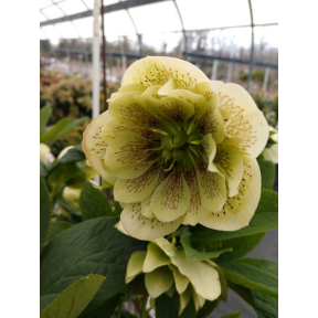 Helleborus x hybridus 'Confetti Cake' - Confetti Cake Hybrid Hellebore 