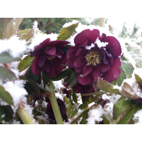 Helleborus x hybridus (Dark Doubles) - Dark Double Hellebore